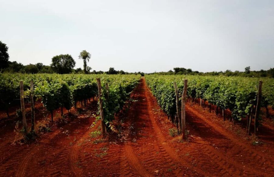 Šišan: Wine Tasting: Organic Wines of Southern Istria - FAQ