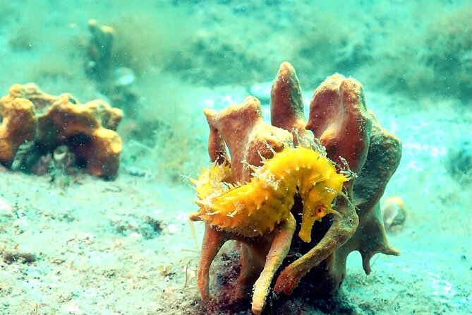 Small-Group Introductory Scuba Diving in Pula - A 3-Hour First Underwater Lesson in Pula