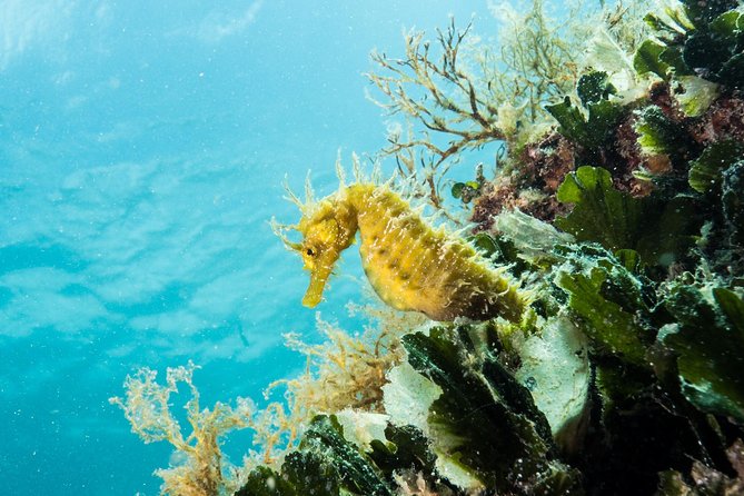 Small-Group Introductory Scuba Diving in Pula - The 30-Minute Istrian Coast Underwater Session