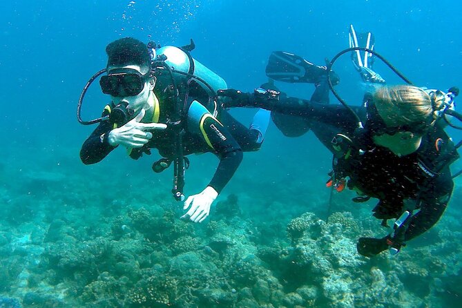 Small-Group Introductory Scuba Diving in Pula - Spotting Seahorses and Marine Life: Set the Right Expectations
