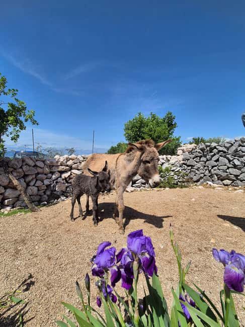 Šmrika (near Rijeka/Krk/Crikvenica) Donkey Farm Family Fun - Key highlights to know before you go