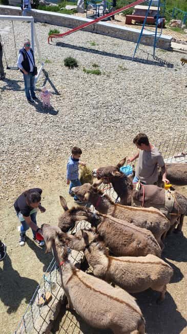 Šmrika (near Rijeka/Krk/Crikvenica) Donkey Farm Family Fun - Feeding and grooming: why no fences feels different