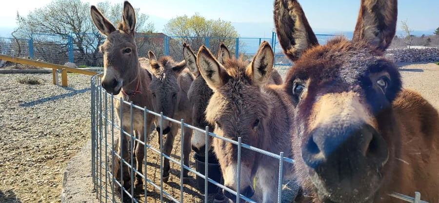 Šmrika (near Rijeka/Krk/Crikvenica) Donkey Farm Family Fun - The educational walk: pastures, ancient water reservoirs, and farm life
