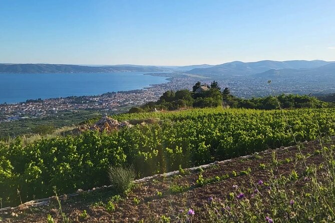 Split/Kaštela - Zinfandel Roots Off-road ATV Quad Adventure - Bedalov Winery: family viticulture, wine tasting, and a relaxed finish
