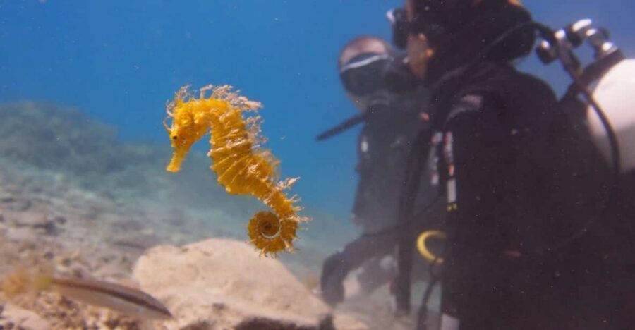 Split-Makarska-Brela Try SCUBA Dive - Key points worth knowing before you go