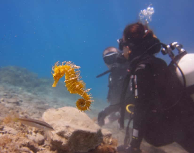 Split-Makarska-Brela Try SCUBA Dive - Calmer than the usual boat-and-turn-taking schedule