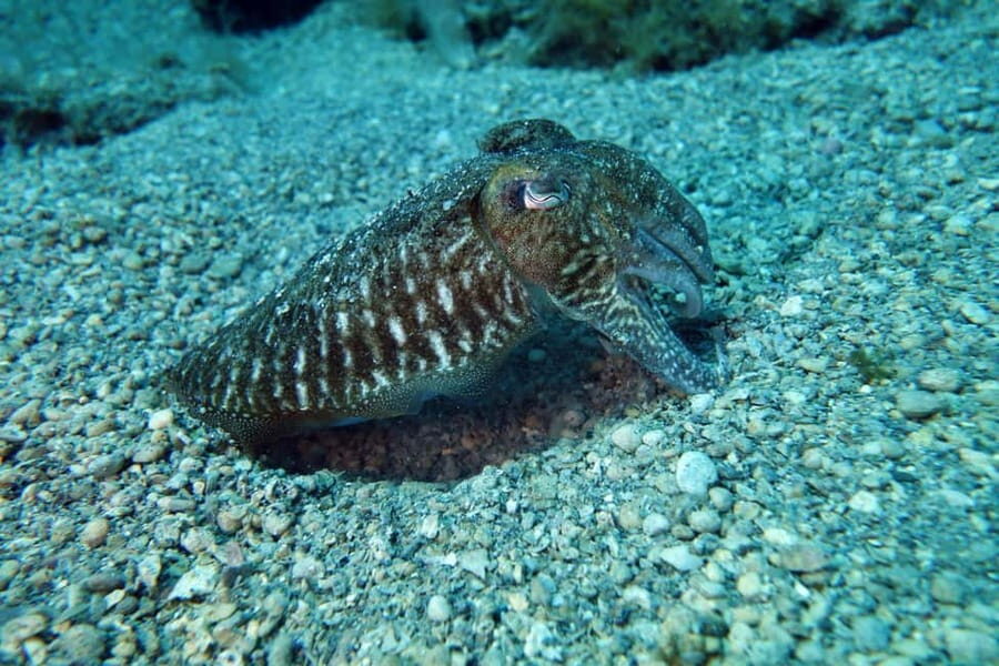 Split-Makarska-Brela Try SCUBA Dive - Your 150-minute plan: pacing for comfort, not rushing