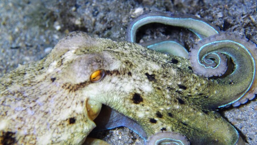 Split-Makarska-Brela Try SCUBA Dive - Photos and videos via Google Drive, sent about two days later