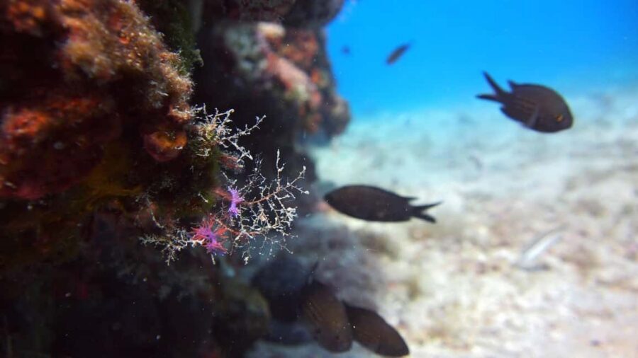 Split-Makarska-Brela Try SCUBA Dive - Price and value: why $176 can make sense for a private setup