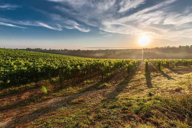 Split/Trogir/Kastela: Krka Private Tour - option: Wine Tasting - Plastovo vineyard stop: indigenous wines, olive oil, and liqueurs