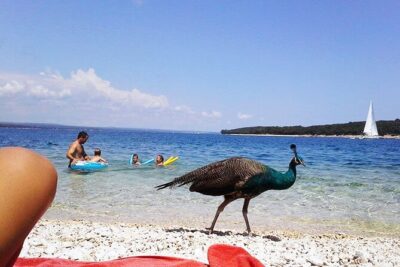 Stop on Island & National Park Day Cruise with Lunch Drinks - Price and value: $66.23 for a guided boat day with drinks