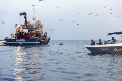 Sunrise Dolphins & Fishermen at Work speedboat tour in Rovinj - Timing in Rovinj: 4:30 AM to 6:10 AM departures
