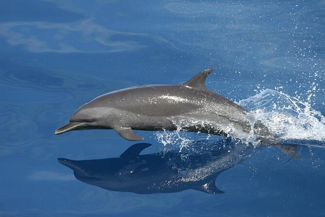 Sunset Dolphin Watching Boat Tour from Vrsar - The cruise plan: how dolphin spotting works in real time