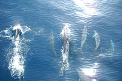 Sunset Dolphin Watching Boat Tour from Vrsar - Meeting at Obala Maršala Tita 27b and timing your arrival