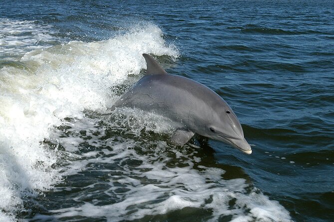 Sunset Dolphin Watching Boat Tour from Vrsar - Drinks included: vino, rakija, water, and Fanta on board