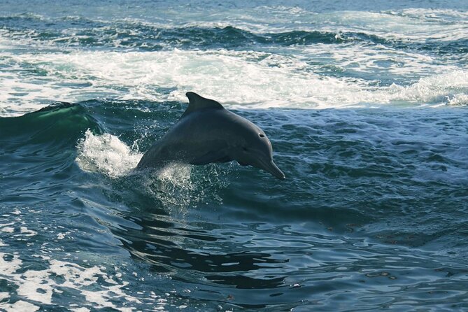 Sunset Dolphin Watching Boat Tour from Vrsar - Comfort, weather, and the small choices that matter
