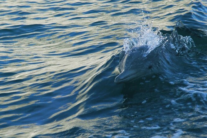 Sunset Dolphin Watching Boat Tour from Vrsar - Who should book this sunset dolphin cruise (and who should think twice)