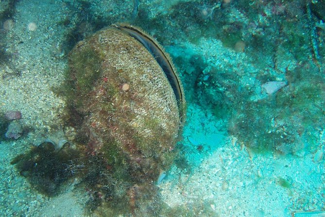Sunset panorama & swimming with a fishes - The value question: is $38.44 worth it?