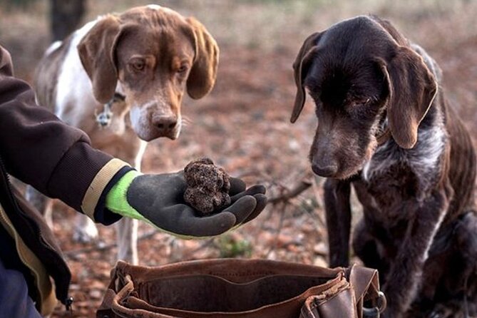 Truffle and wine / Taste of Istria from POREC, ROVINJ, PULA - Who should book this truffle and wine outing?