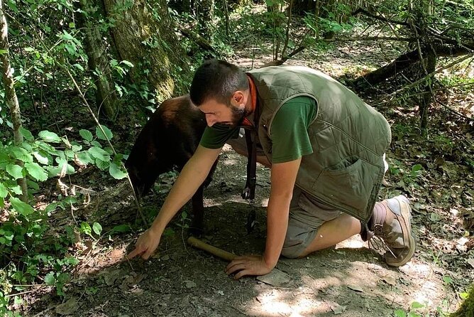 Truffle hunting adventure - First Steps in Motovun’s Truffle Country: Where the Adventure Starts