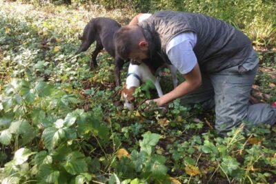 Truffle hunting adventure - The Woodland Hunt in the Motovun Hills: How You Actually Find Truffles