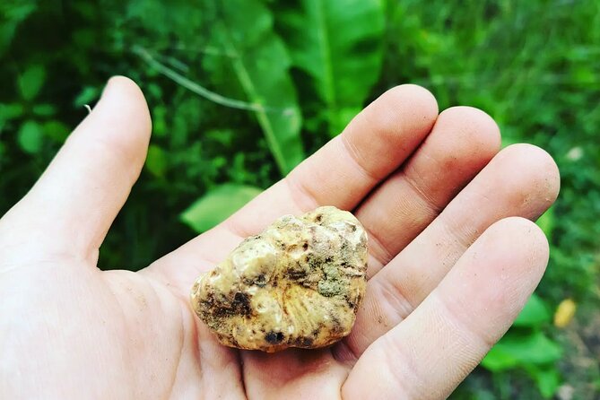 Truffle hunting adventure - Following the Dogs to Dig Time: The Moment It Clicks