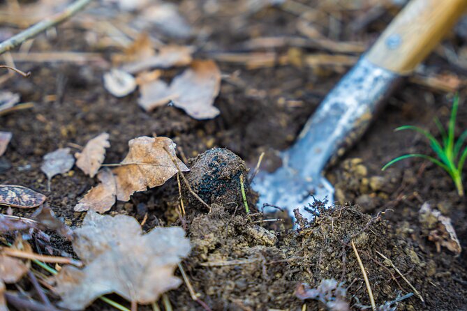 Truffle Hunting and 3-course Truffle Brunch in Motovun - Meet at Miro TartufiKanal and start on time