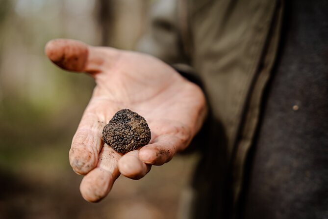 Truffle Hunting and 3-course Truffle Brunch in Motovun - Food anthropologist talk: why market history is part of the meal