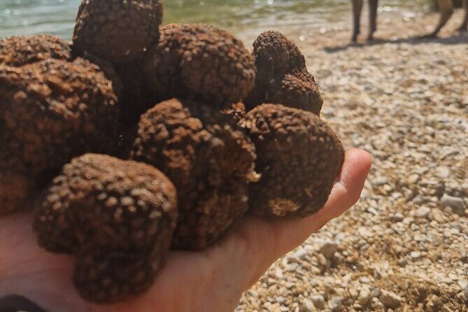 Truffle Hunting in Velebit with Gastronomic Experience - Summer truffles and what “season” really means here