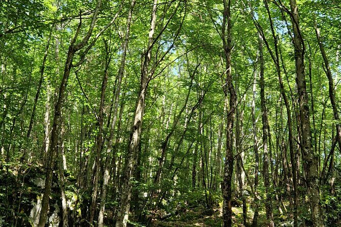 Truffle Hunting in Velebit with Gastronomic Experience - Who should book this truffle hunt (and who should think twice)
