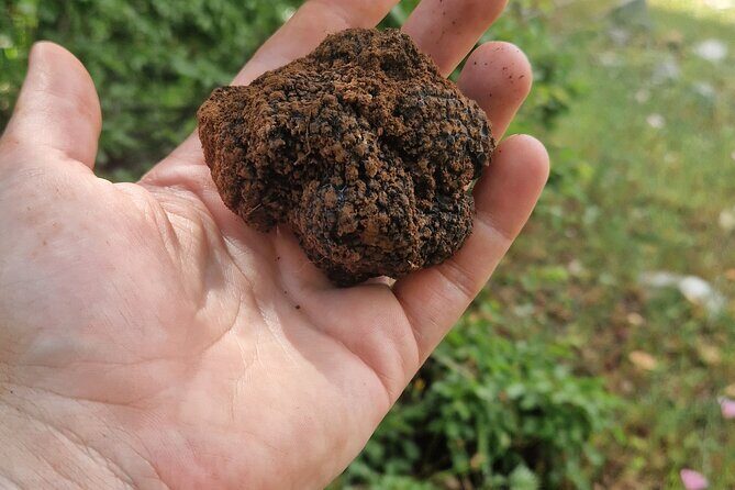 Truffle Hunting in Velebit with Gastronomic Experience - Practical tips to get the most from the hunt