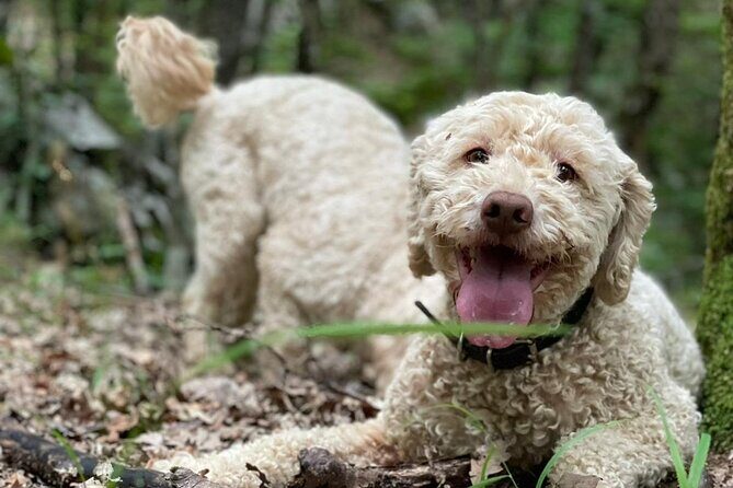 Truffle Hunting in Velebit with Gastronomic Experience - How truffle hunting works with trained dogs in the forest