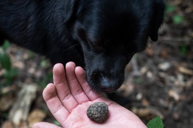 Truffle Hunting with Three Course Meal by Local Family - Price and Value: What Your $124.36 Really Buys
