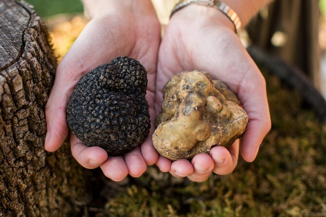 Truffle Hunting with Three Course Meal by Local Family - Should You Book This Truffle Hunt With Three-Course Meal?