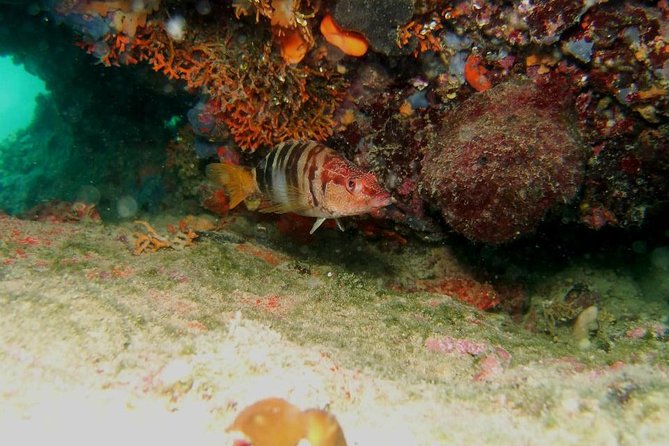 Try Scuba Diving in Split - Price and Logistics: What You’re Really Paying For