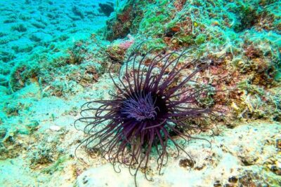 Try Scuba Diving in Split - From Put Trstenika to the Water: How the Timing Works