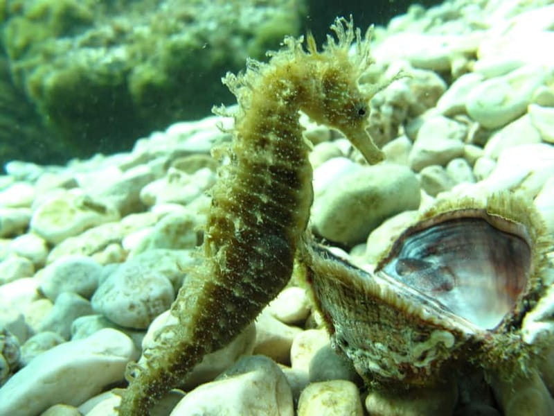 Tučepi: Adriatic Sea Diving Lessons with Guided Dive & Gear - Gear, Instruction Style, and Why the Small Group Matters