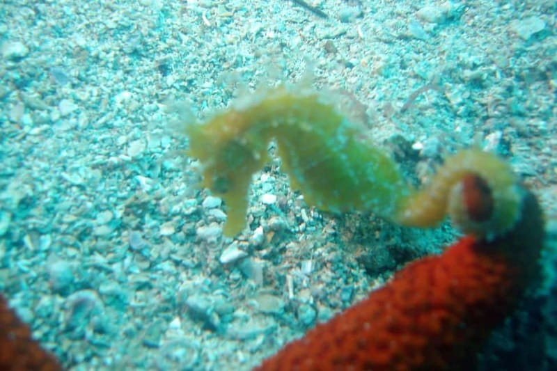 Tucepi: Snorkeling Boat Tour at the Makarska Riviera - Biokovo views and a boat day that doesn’t overcomplicate it