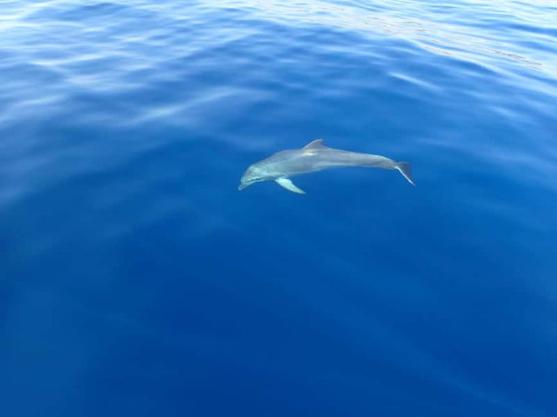 Tucepi: Snorkeling Boat Tour at the Makarska Riviera - Who this is (and isn’t) best for