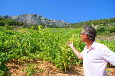 Twice the Wine - Two wineries half day tour, with delicacies - Stop 1: Dubokovic Wine in Jelsa and the boutique cellar feel
