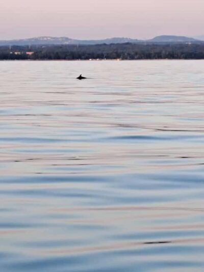 Umag: Dolphinwatching & sunset panorama tour - Dolphin watching in the protected area: respectful, not a show