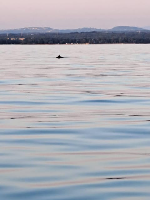 Umag: Dolphinwatching & sunset panorama tour - Should you book this Umag dolphin watching & sunset panorama?