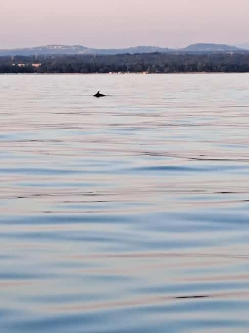 Umag: Dolphinwatching & sunset panorama tour - Dolphin watching in the protected area: respectful, not a show