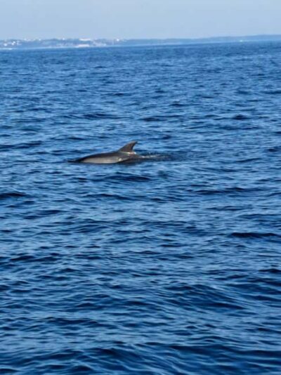 Umag: Snorkeling&dolphinwatching morning tour adventure - Meeting at Fontana and Getting Comfortable on the Boat