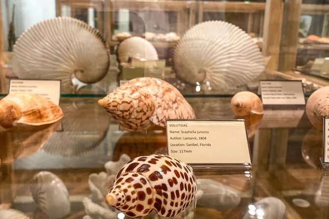 Visit Shell Museum Cavtat - Shell Museum Cavtat: A Smart Detour from Dubrovnik’s Travel Time