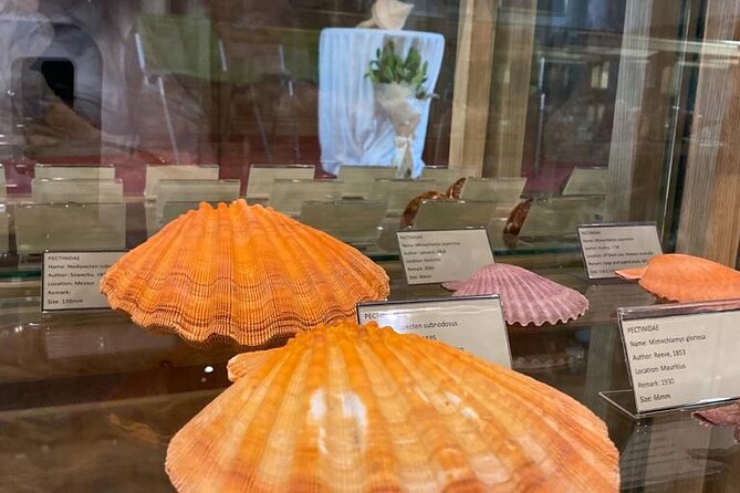 Visit Shell Museum Cavtat - Small Group Size (Max 20) and Why It Matters