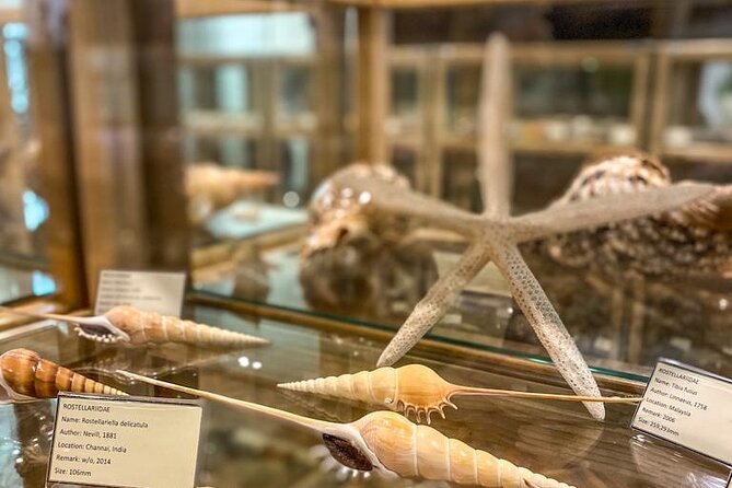 Visit Shell Museum Cavtat - The Walk-Through: How the 45-Minute Visit Feels