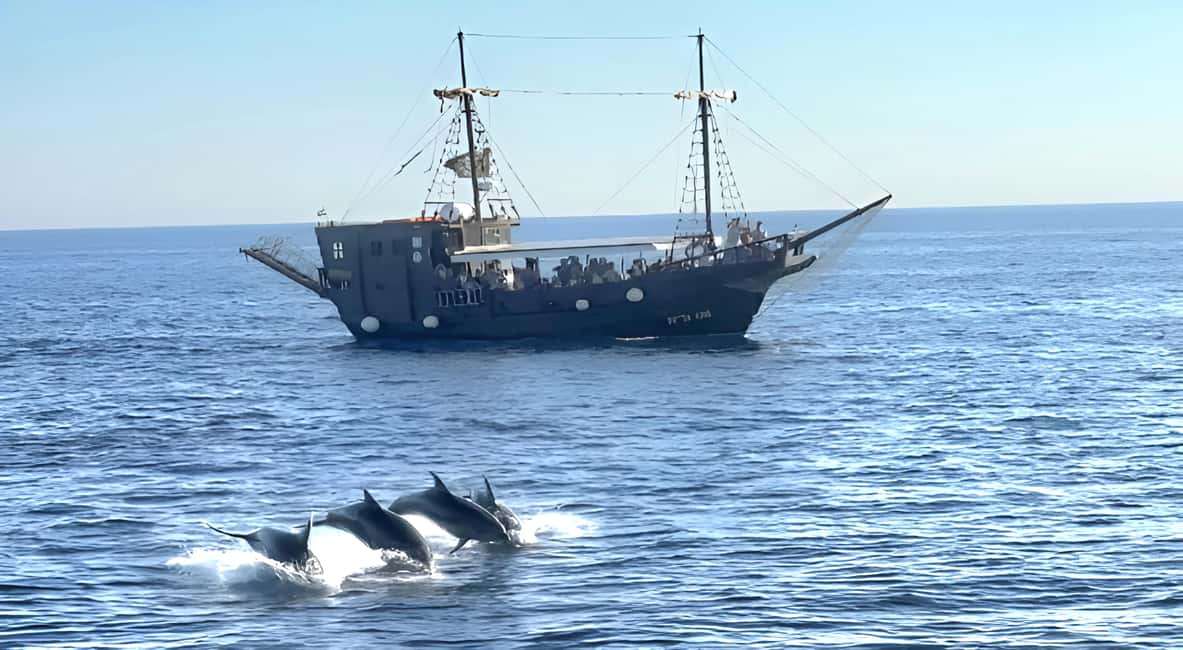 Vrsar: Dolphin Watching Boat Ride - Key Points You’ll Actually Care About