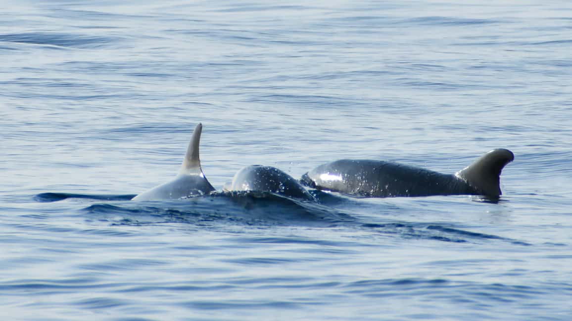 Vrsar: Dolphin Watching Boat Ride - Price: Is $29 Worth It for Two Hours?