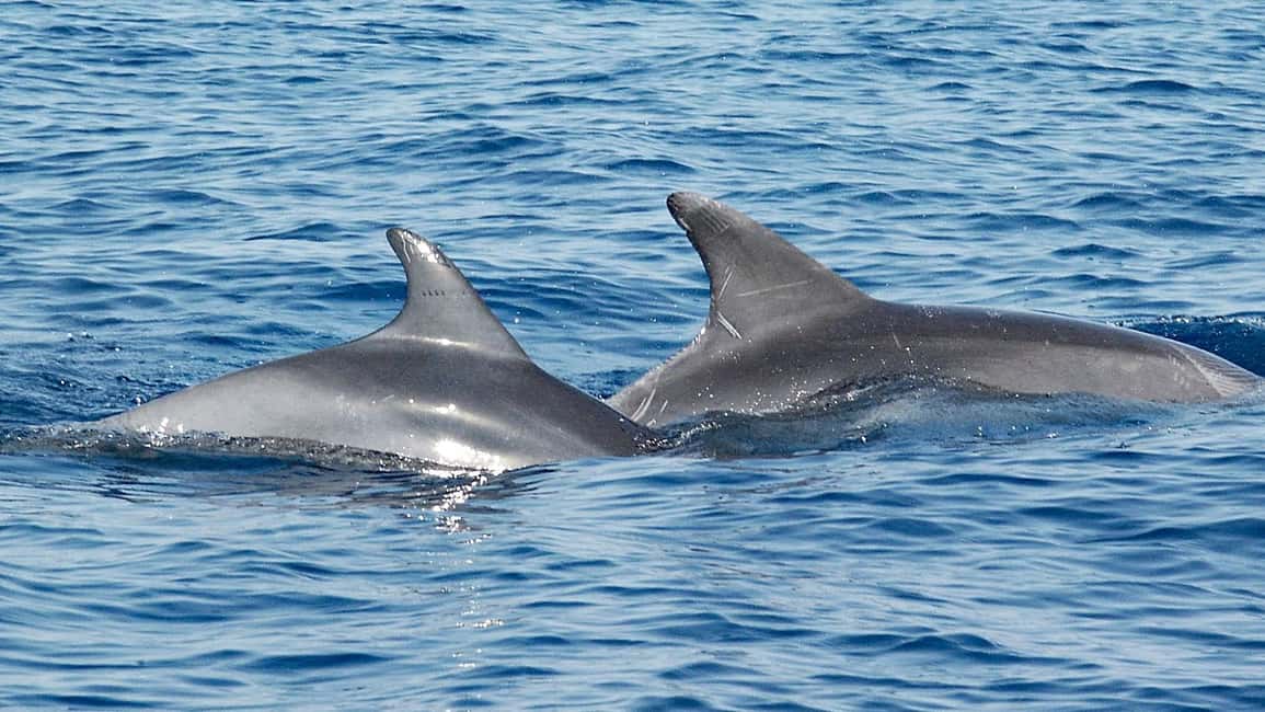 Vrsar: Dolphin Watching Boat Ride - Meeting at Sveta Ana and Getting Set Up for Dolphin Time